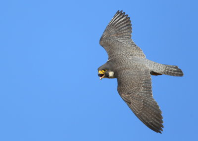 Peregrine adult, female in flight mode