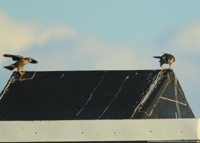 Peregrine adult female and fledgling on nearby rooftop