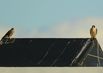 Peregrine adult female and fledgling on nearby rooftop