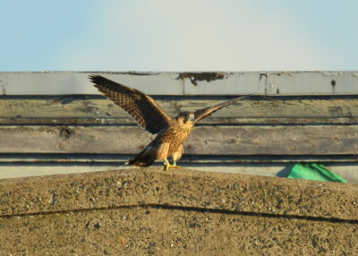 Peregrine fledgling on nearby rooftop; 11/BD leg bands