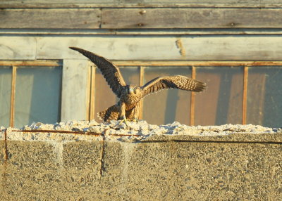 Peregrine fledgling on nearby rooftop;93/AD legs bands