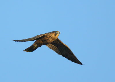 Peregrine fledling first flight days