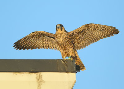 Peregrine fledgling: last to fledge, first flight today!  93/AD leg bands