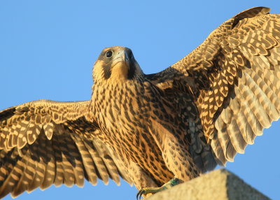 Peregrine fledgling: last to fledge, first flight today! 93/AD leg bands