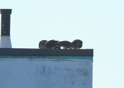 Peregrine chicks in scrum formation eating breakfast