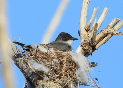 Eastern Kingbird, female on nest