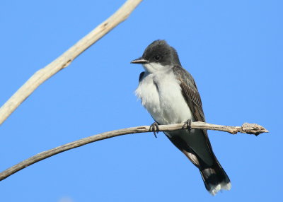 Eastern Kingbird, male