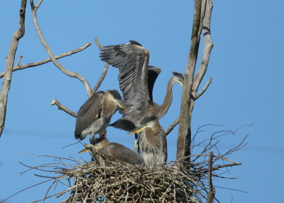 Great Blue Heron nestlings