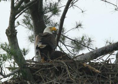 Bald Eagle adult with nestling behind