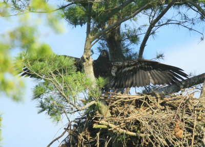 Bald Eaglet moving around the nest