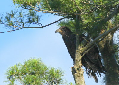 Bald Eaglet moving around the nest