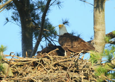 Bald Eagle and chick at feeding time