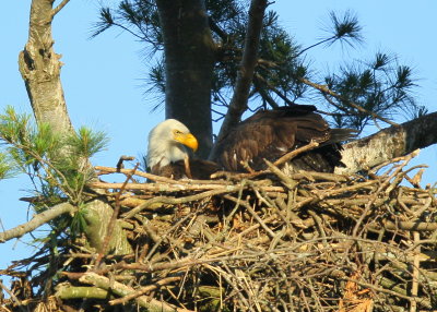 Bald Eagle and chick at feeding time