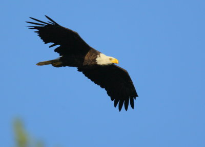 Bald Eagle adult in flight mode around nest