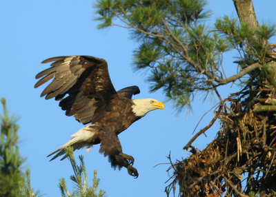 Bald Eagle adult in landing mode at the nest