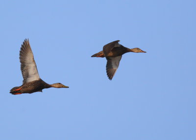 Mottled Ducks