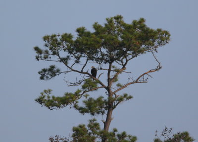 Bald Eagle adult in tree