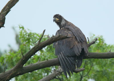 Bald eagle fledgling in nearby tree close to nest