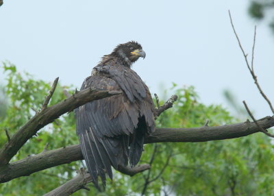 Bald eagle fledgling in nearby tree close to nest