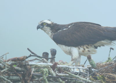 Osprey, adult female feeding 2 chicks in the fog