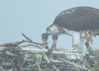 Osprey, adult female feeding 2 chicks in the fog