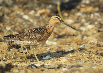 Short-billed Dowitcher