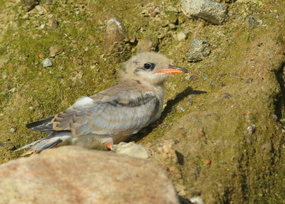 Common Tern hatchling
