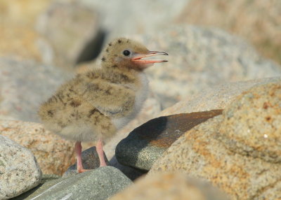 Common Tern hatchling