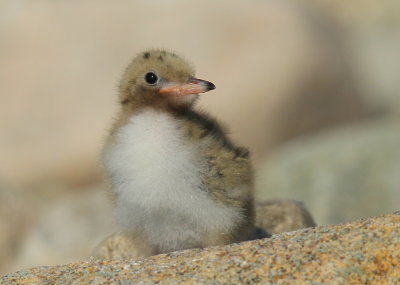 Common Tern hatchling