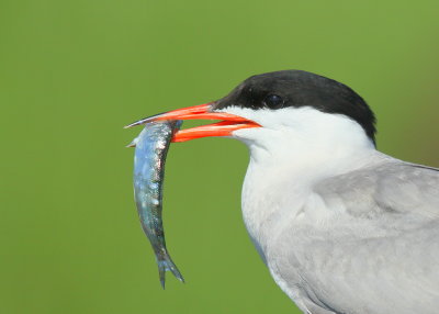 Common Tern