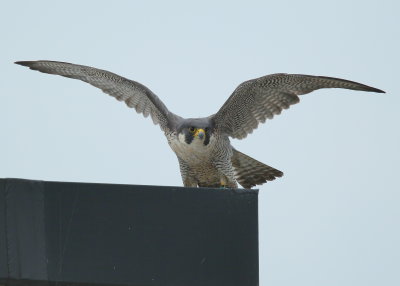 Peregrine Falcon, female pre-flight