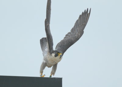 Peregrine Falcon, female flaps up