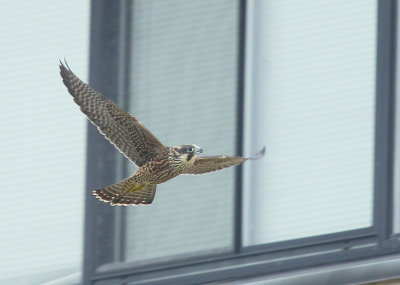 Peregrine Falcon, fledgling in flight mode