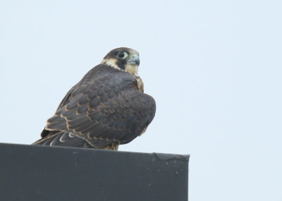 Peregrine Falcon, fledgling