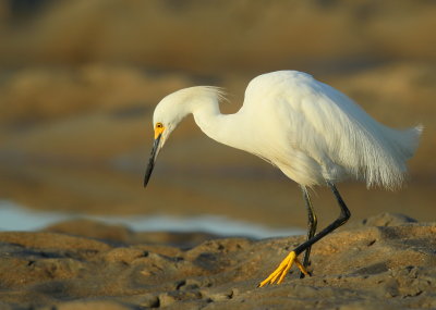 Snowy Egret