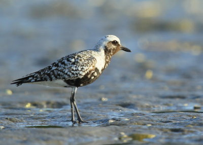 Black-bellied Plover