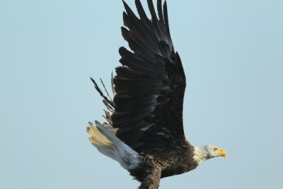 Bald Eagle, sub adult IV?