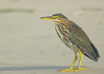 Green Heron