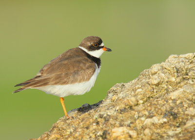 Semipalmated Plover