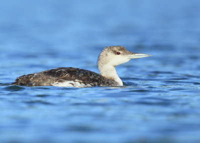 Common Loon, first summer