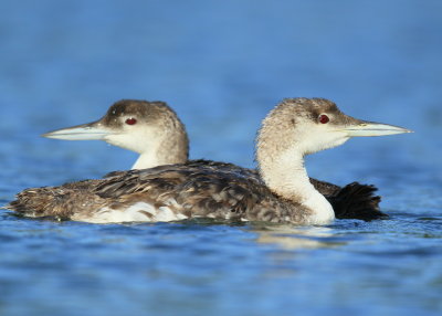 Pair of Common Loons, first summer