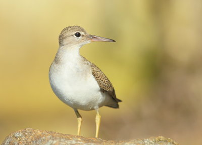 Spotted Sandpiper, juvenile