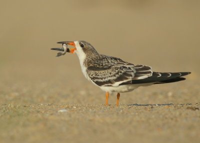 Black Skimmer juvenile