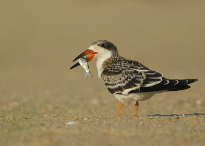 Black Skimmer juvenile