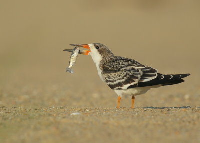 Black Skimmer juvenile