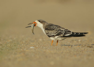 Black Skimmer juvenile