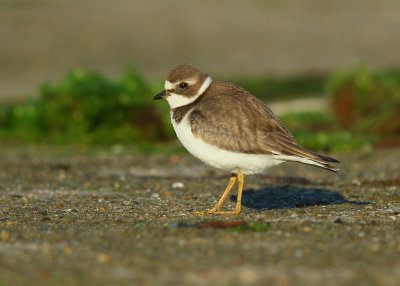 Semipalmated Plover