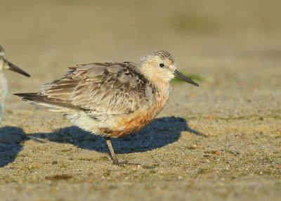 Red Knot