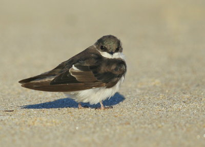 Tree Swallow, molting adult