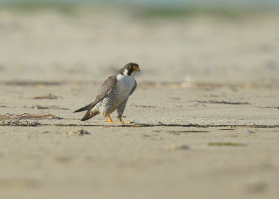 Peregrine Falcon, adult